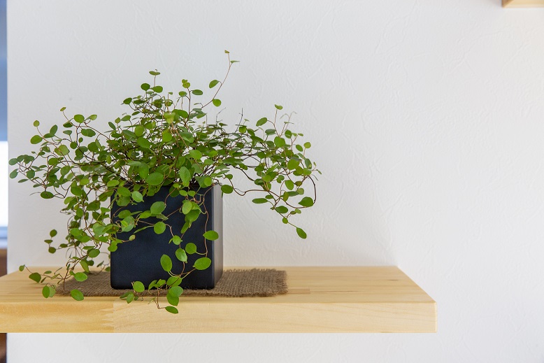 ネコと遊び心と暮らす　大改造リフォームの住まい